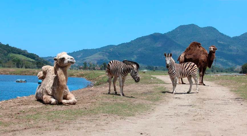 A programação durante as férias de julho no Portobello Resort & Safari é completa.